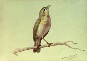 A Lark by Archibald Thorburn